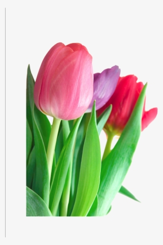 Tulip Png Clipart - Seasonal Flowers With Their Names