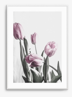 Pink Tulip Illustration No Iii - Tulip