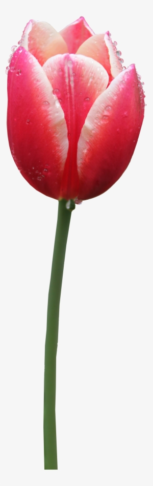 Tulip Clipart - Tulip Png