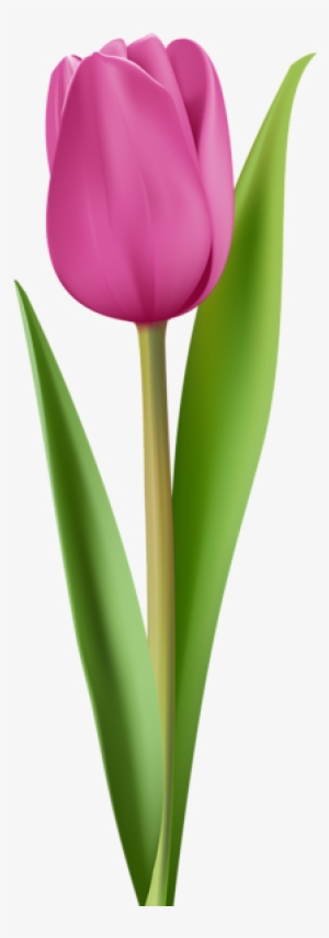 Tulip Clip Art Image - Pink Tulip Clipart