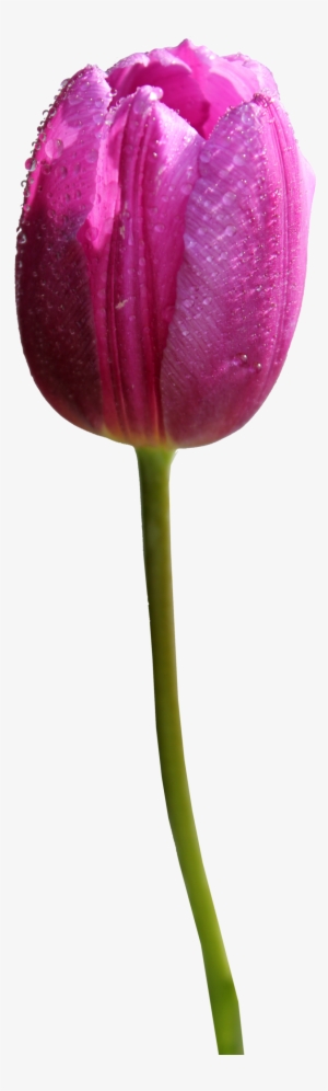 Go To Image - Purple Tulip Flower Png