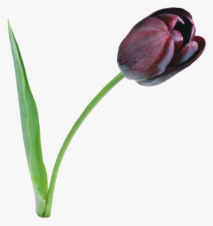 Go To Image - Black Tulip Png