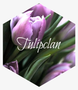 Purple Tulips - Tulip