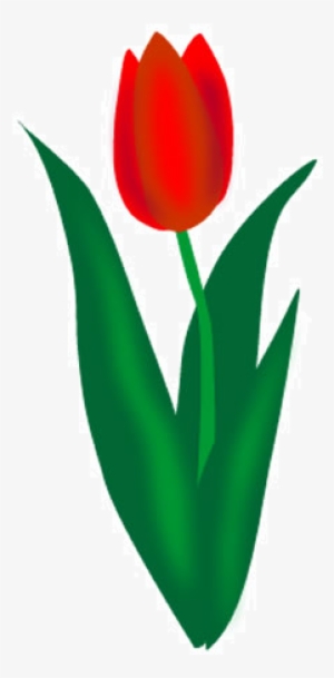 Vector Stock Tulip Images Free Download Image - Transparent Background Tulip Clip Art