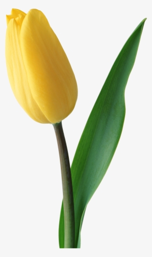Tulip Transparent Translucent - Тюльпан