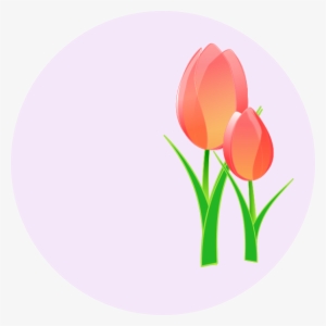 Three Red Tulips Png Images