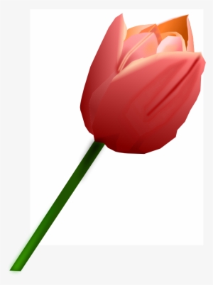 big image - tulipan rojo png