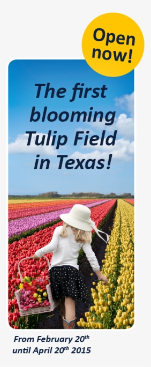 Tulips - Field
