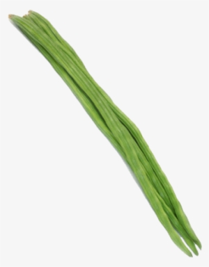 Drumstick - Drumstick Vegetable Png