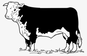 Beef Clipart Cow Drawing - Beef Cow Clip Art