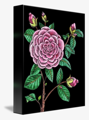"camellia Flower Watercolor Black Background" By Irina - Watercolor Painting
