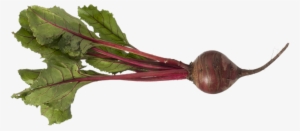 Beet Png - Beet Root Plant Png