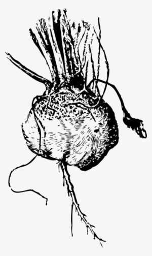 Beetroot Vegetable Drawing Sugar Beet Turnip - Beetroot