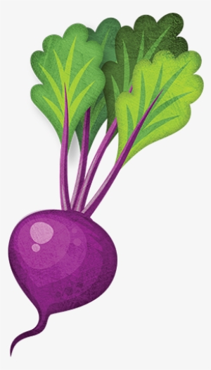 Beetroot - Remolacha Dibujo Png