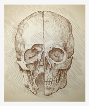 Japanese Drawing Skull - Leonardo Da Vinci Poster