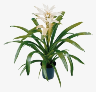 Back To Overview - Bromelia