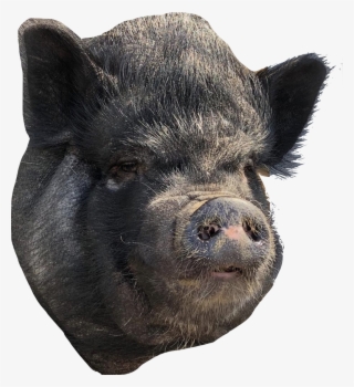 Pickles - Domestic Pig