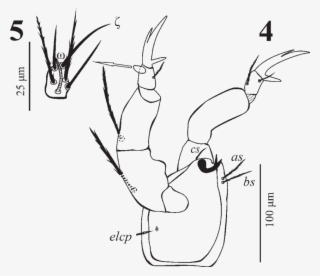Hirstiosoma Amfilohijei Sp - Hirstiosoma