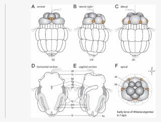 Line Drawings Of Gross Morphology Of The Early W - Drawing