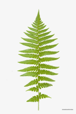 png ferns - fern leaf transparent background