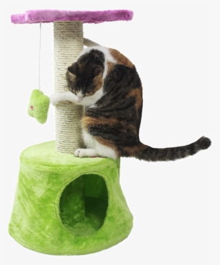 [99-50]cute Flower Cat Climbing Frame Cat Jumping Cat - Domestic Short-haired Cat