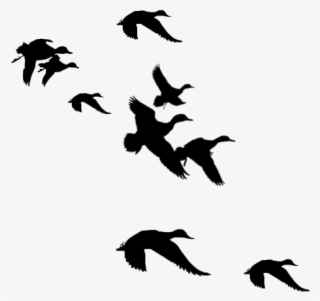 Duck Clipart Pond Clipart Duck Pond Transparent Free - Ducks Flying Black And White