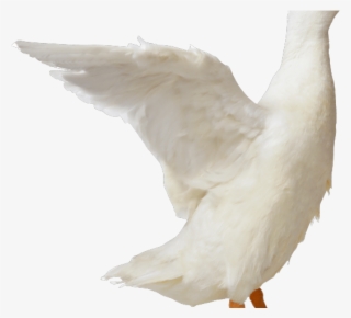 Duck Clipart Side View - White Duck