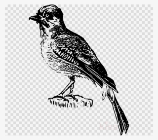 Perching Bird Illustration Black And White Clipart - Sparrow