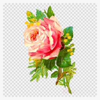Antique Rose Flower Clipart Garden Roses Cabbage Rose - Transparent Digital Flowers