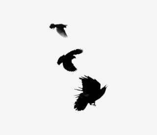 Blackbird Transparent Images Png - Alas De Cuervo Png