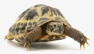 tortoise - tortoise images png