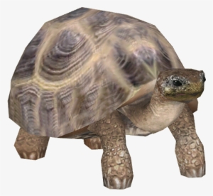 Tortoise Transparent Background Png - Class Pets