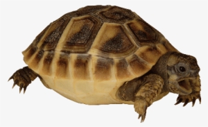 Small Tortoises - Tortoise
