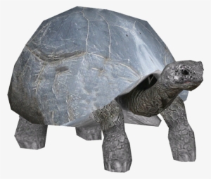 Aldabra Giant Tortoise - Aldabra Giant Tortoise Png