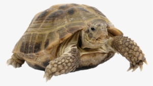Turtles And Tortoises - Reptile Turtle Png