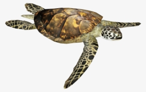 Tortoise Png Picture - Olive Ridley Turtle Png