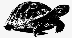 Https - //www - Laurentlanglais - - Hermann's Tortoise
