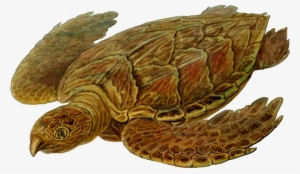 Prehistoric Tortoise - Prehistoric Turtle Shower Curtain