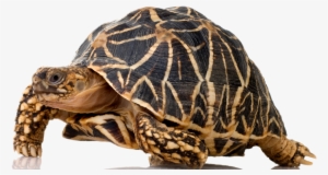 20 Feb Tortoise - Indian Star Tortoise