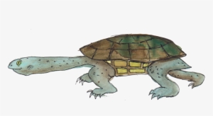 Eastern Long-necked Tortoise - Eastern Long-necked Turtle