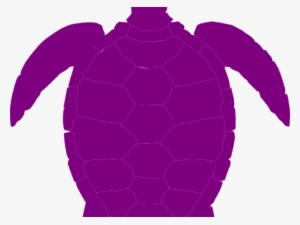 Related Posts - Turtle