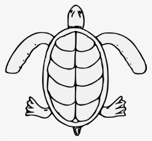 Details, Png - Sea Turtle