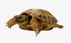 Tortoise Free Png Image - Turtle