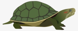 What Is Your Favorite Genre - Common Map Turtle