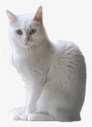 White Cat Png - White Cat Transparent Background