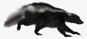 skunk png image - portable network graphics