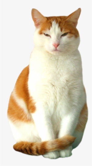 European Shorthair Red White Cat Graphic - European Shorthair Cat White