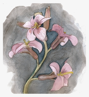 Coralroot - Tandrot - Cardamine Bulbifera - Rosa Glauca