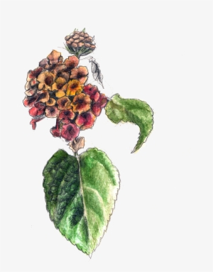 Big Sage/red Sage/wild Sage - Lantana Camara Flower Png