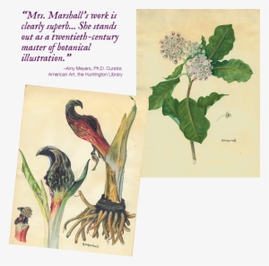 Within The Discipline Of Botanical Illustration, Marshall - Datura